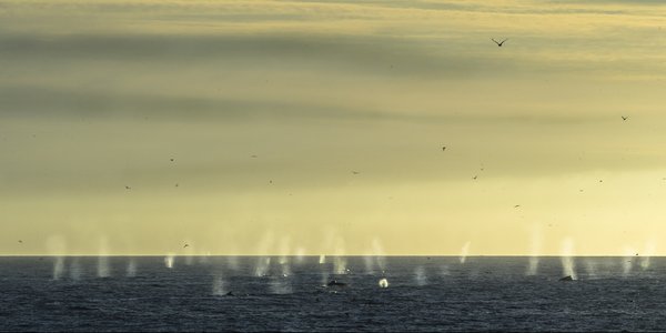 

Kvalblåst i Barentshavet   Audun Rikardsen