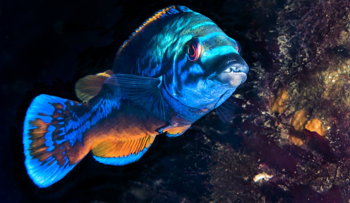 Blåstål fotografert i halvprofil