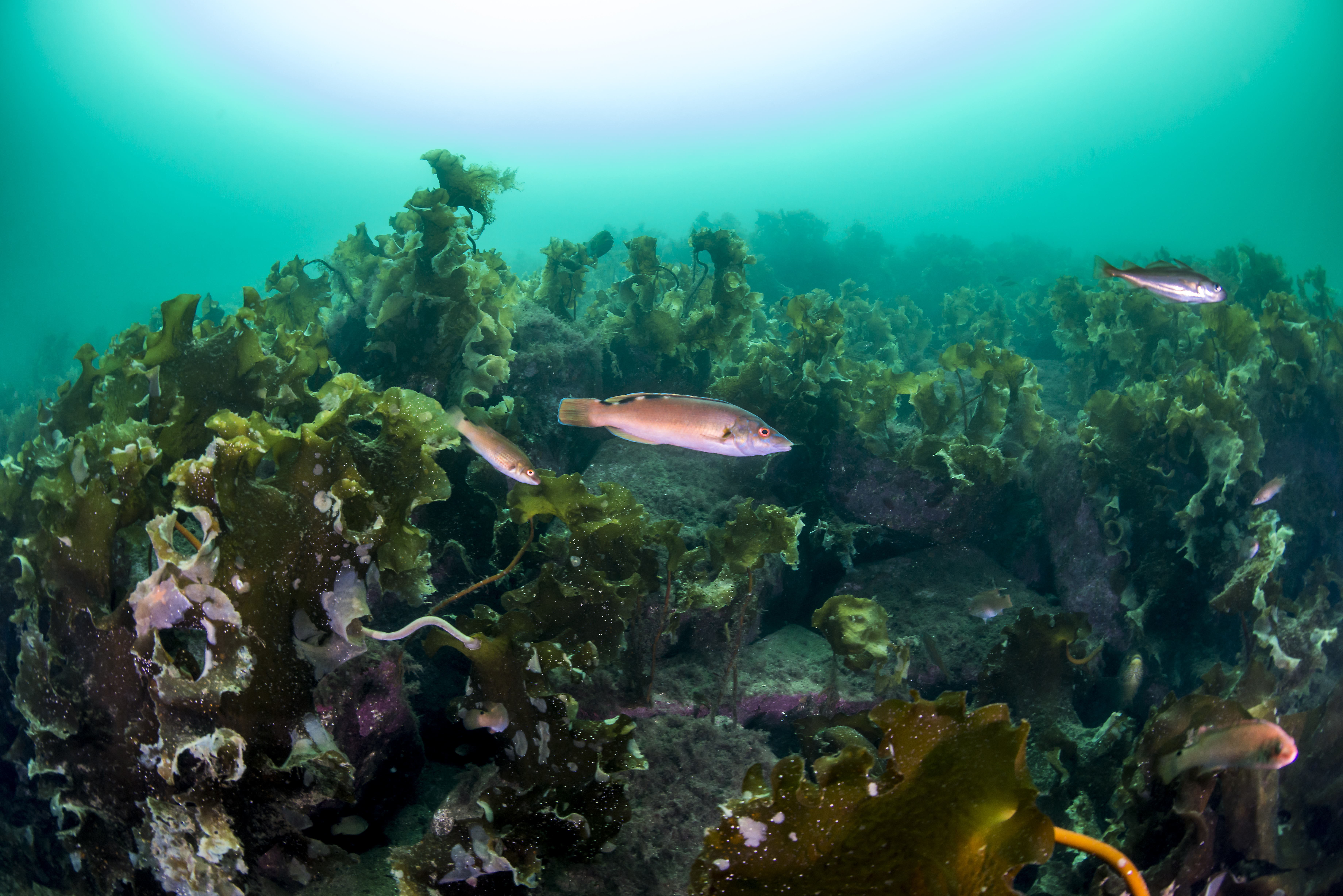små røde fisk svømmer i stor mørkegrønn tareskog