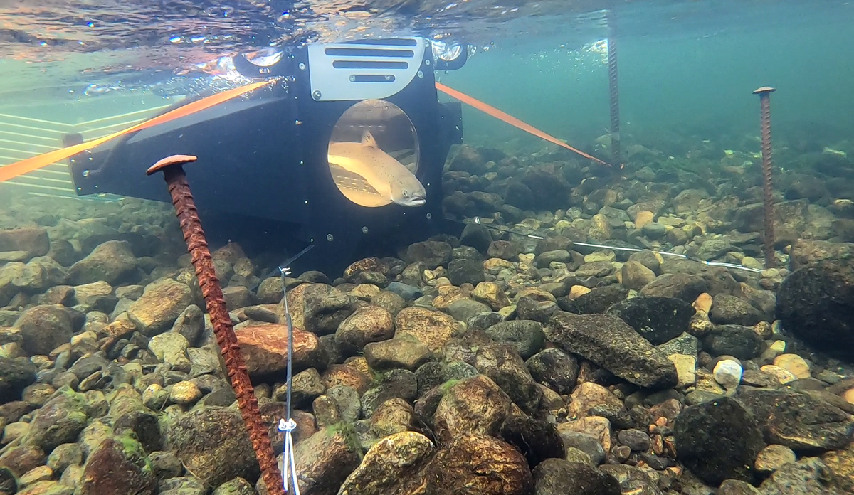 
foto av en laks som svømmer ut av en slags boks under vann