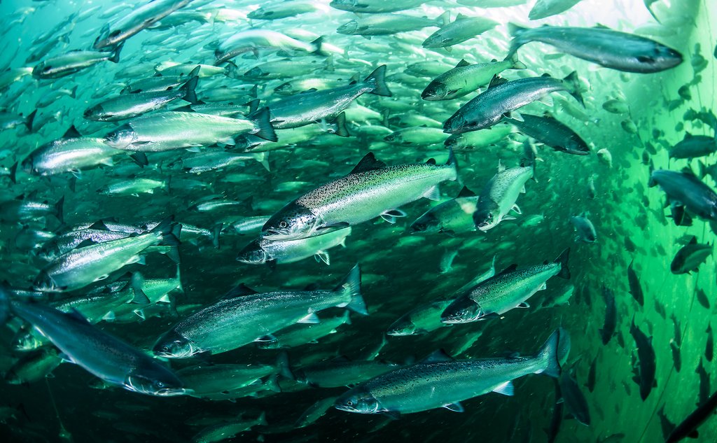 Salmon swimming in farm