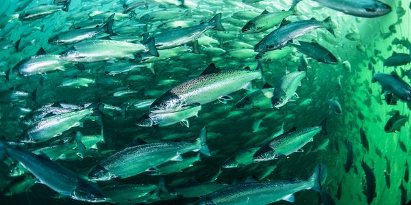 

Salmon swimming in farm