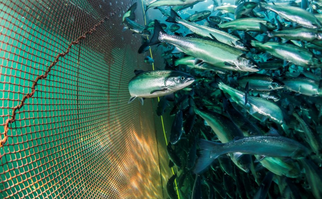salmon in farm
