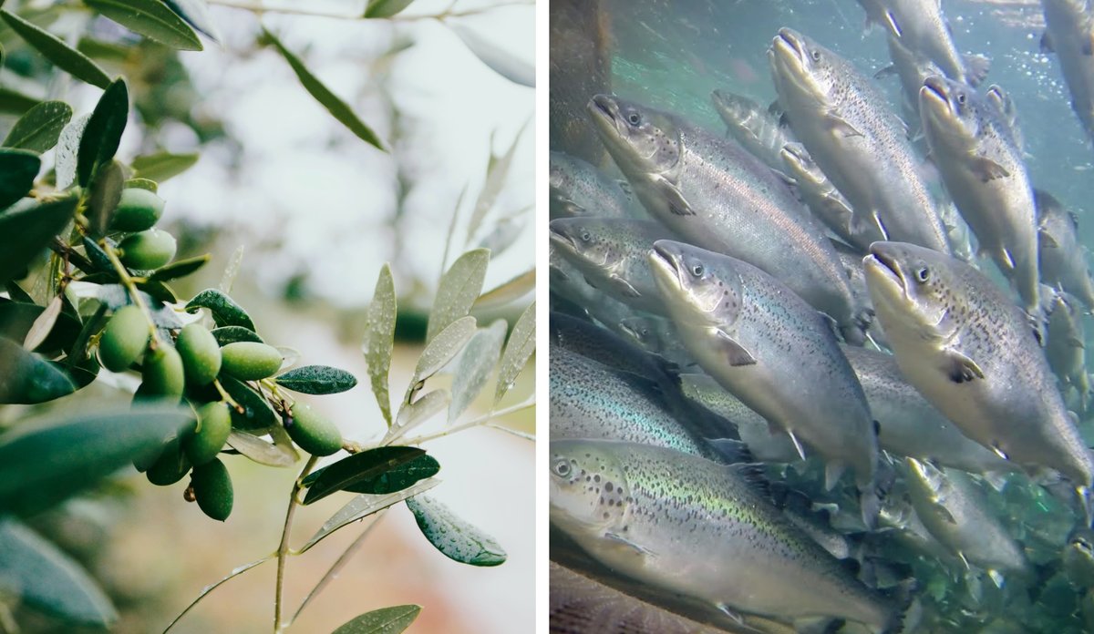 Olivenblader og laks i merd