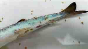 Bilde av sjøørret som ligger på hvitt underlag. Fisken har mange lakselus, i tillegg har noen falt av og ligger på underlaget.kselus både
