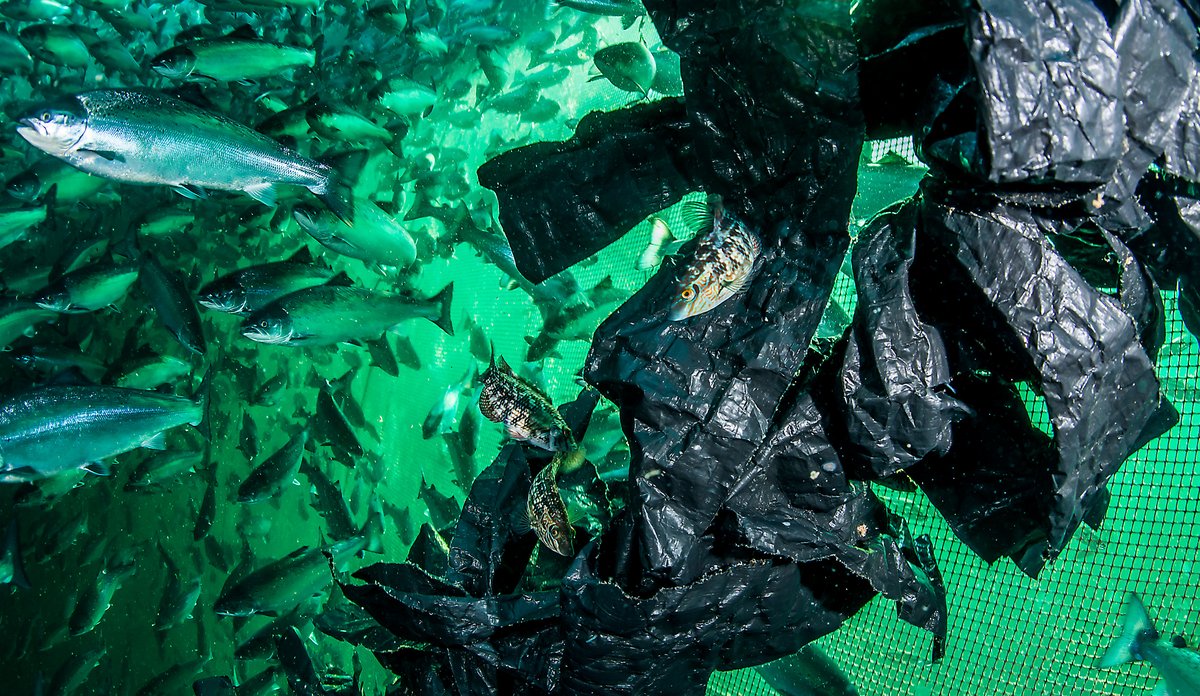 Leppefisker i merd svensen