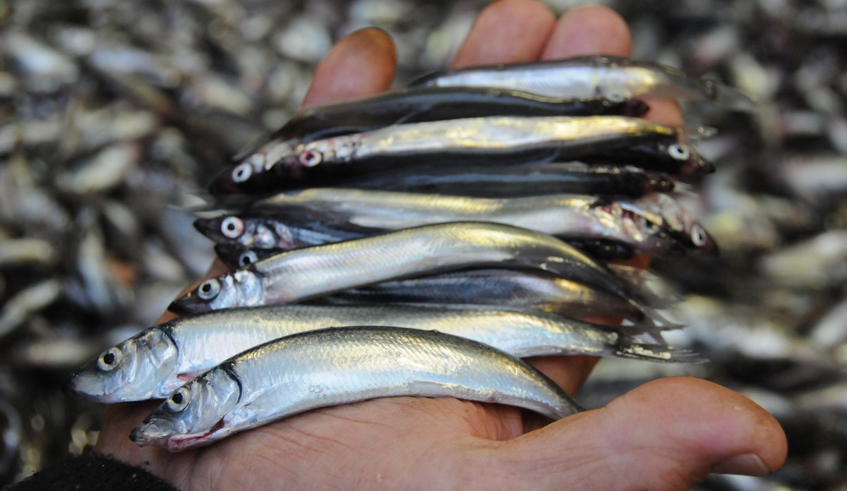 Nærbilde av hånd med lodde, mer lodde i bakgrunnen.