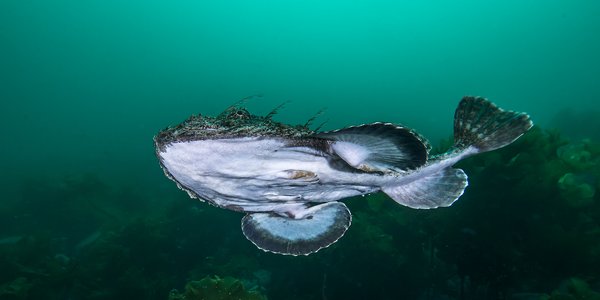 

En breiflabb svømmer i havet - den hvite bukhulen er i sterk kontrast til det turkise vannet