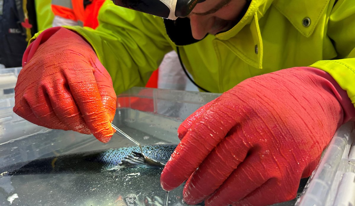 En fisk ligger på siden i en blank boks med vann. En person med hansker undersøker fisken ved hjelp av pinsett. Hodelykt gir ekstra lys.