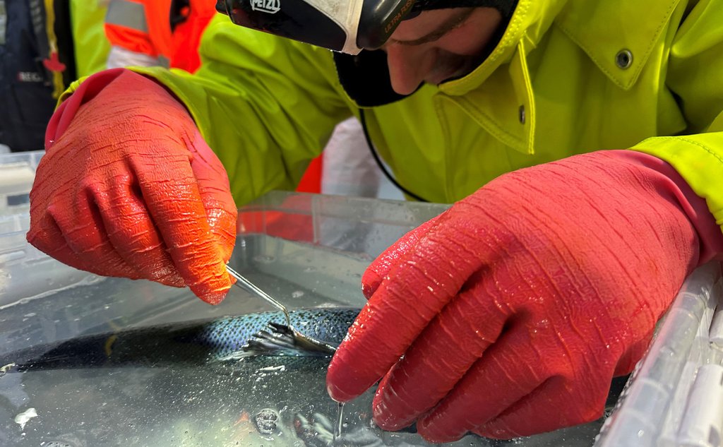 En fisk ligger på siden i en blank boks med vann. En person med hansker undersøker fisken ved hjelp av pinsett. Hodelykt gir ekstra lys.