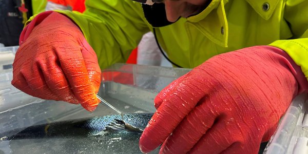 

En fisk ligger på siden i en blank boks med vann. En person med hansker undersøker fisken ved hjelp av pinsett. Hodelykt gir ekstra lys.