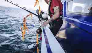 foto av tre forskere i sving med å få makrellstørje om bord i båten