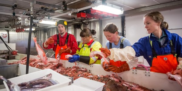 

foto av forskningsteknikere som sorterer fisk om bord i et forskningsskip