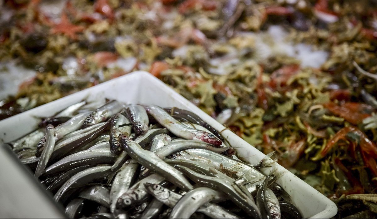 
Småfisk i en hvit plastboks