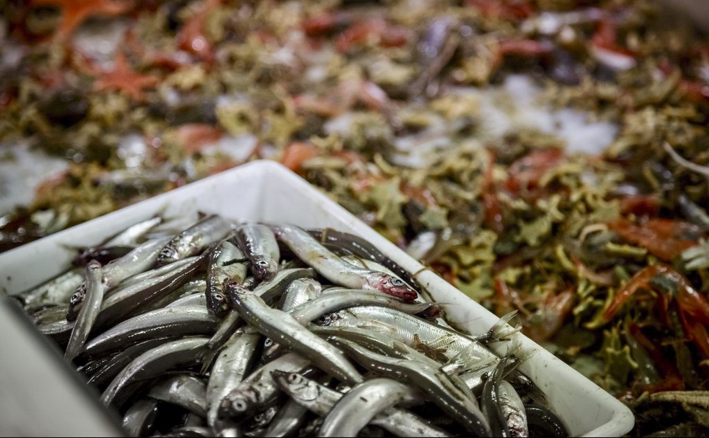 Småfisk i en hvit plastboks