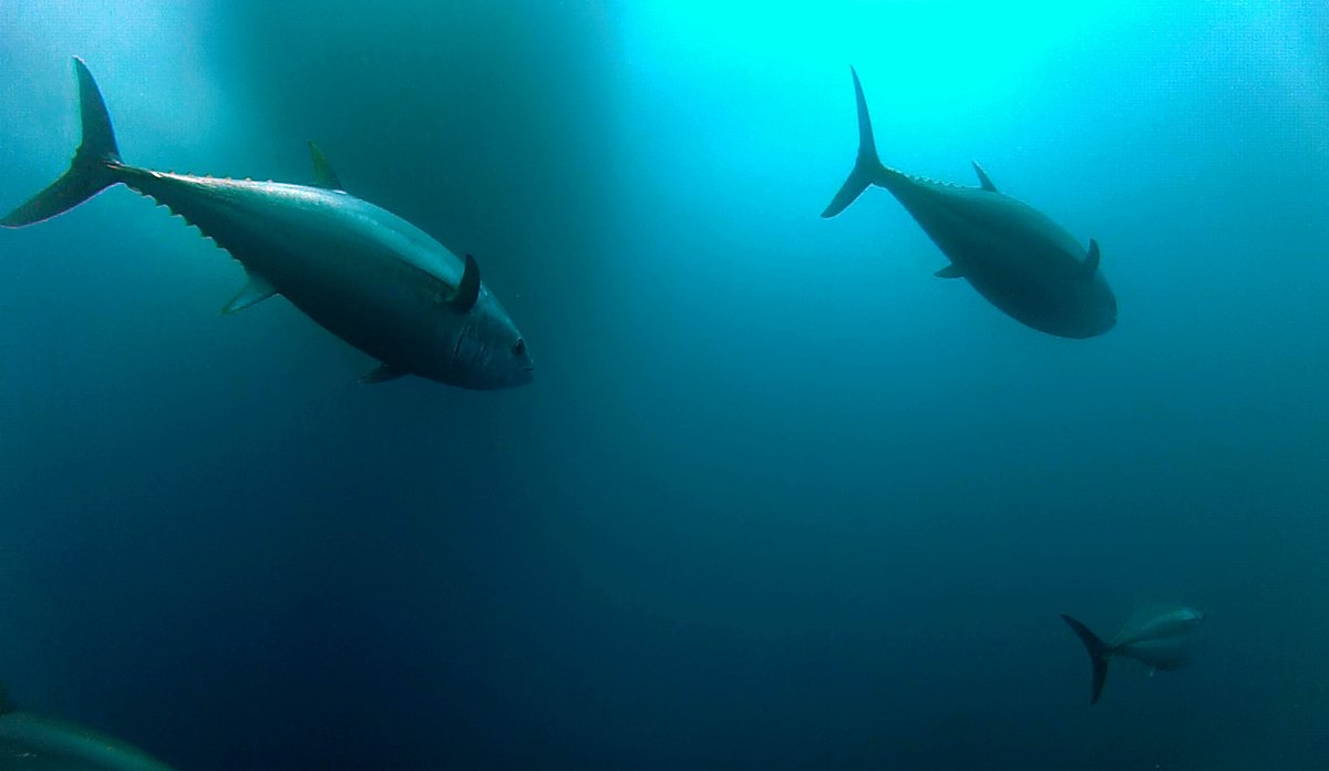 Makrellstørje foto Iñigo Onandia1