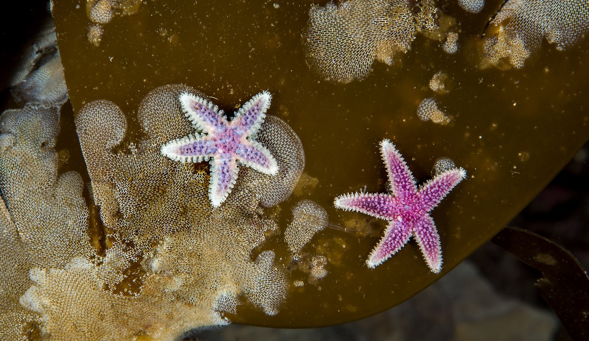 Piggkorstroll. Marthasterias glacialis.