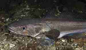 Sidebilde av lysing med noe sjøgress foran og tre parasitter rett under venstre øye