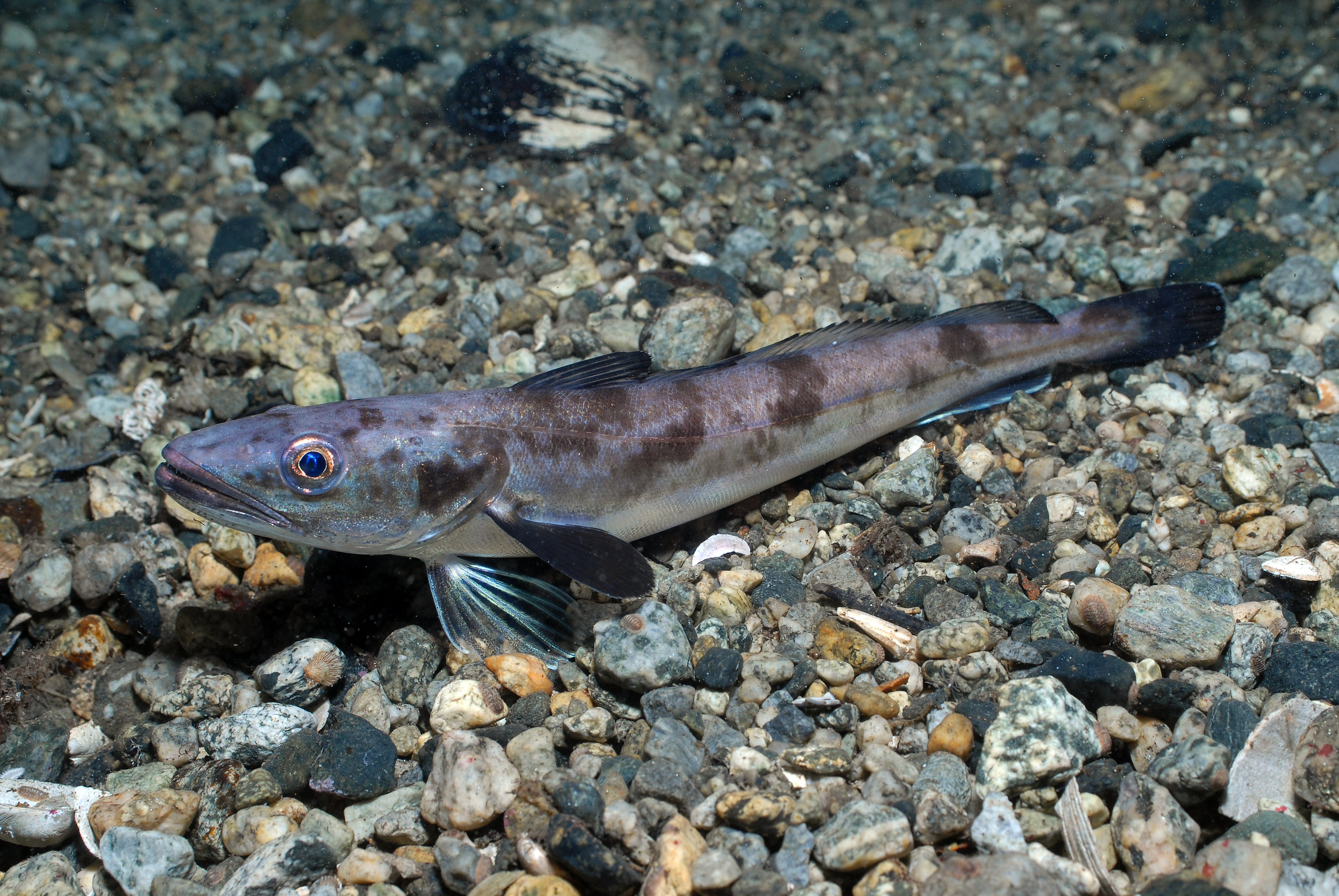 En lysing ligger på havbunnen. Fisken er smal og avlang