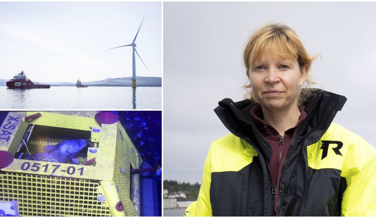 Montasje av tre bilder. Kvinne i kjeledress, vindturbin og skip, fisk som ligger oppe i gul boks på havbunnen.