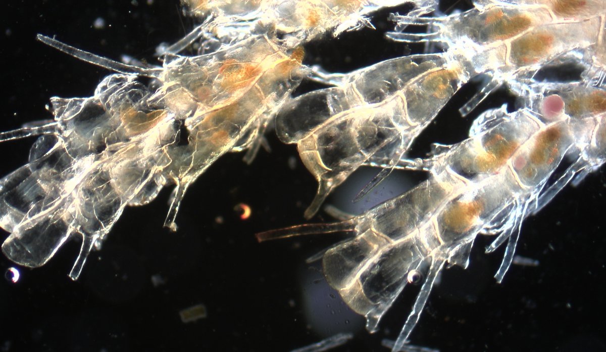 Mikroskopbilde av mosdyr, svakt oransjefarget med tilsynelatende transparente skall