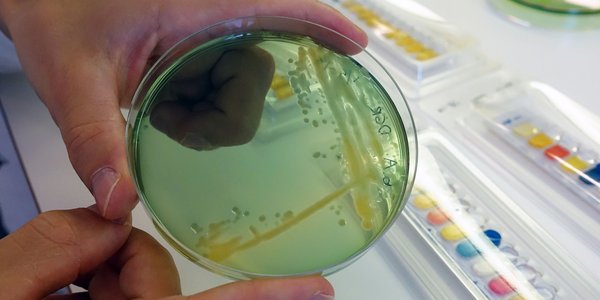 

petriskål med multiresistente bakterier