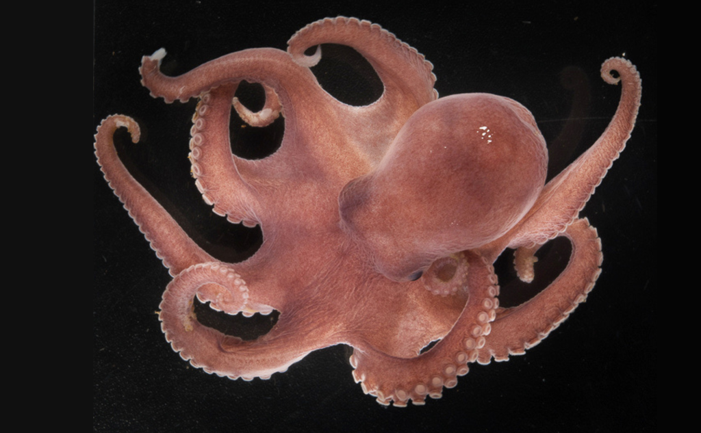 En åttearmet blekksprut med rødlig farge mot en svart bakgrunn