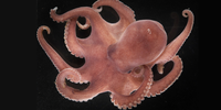 

An octopus with eight arms and reddish colour 