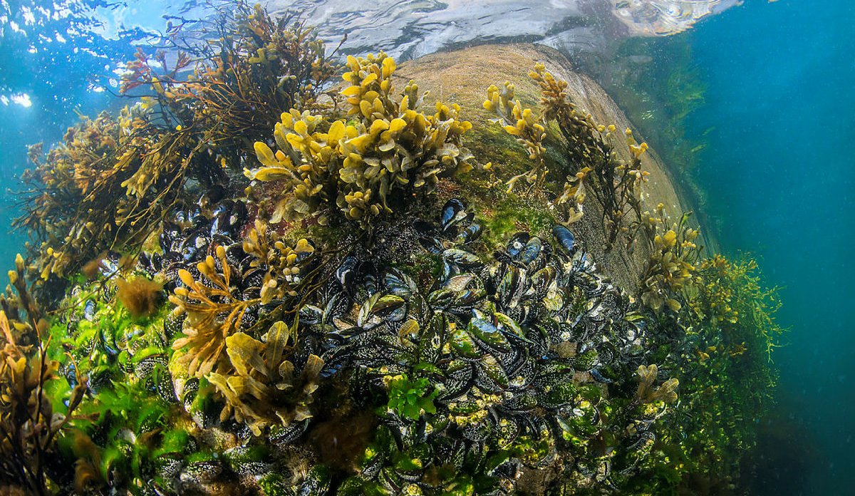 Mytilus edulis   Førdefjorden   Engebøfjellet 22 04 2016 3