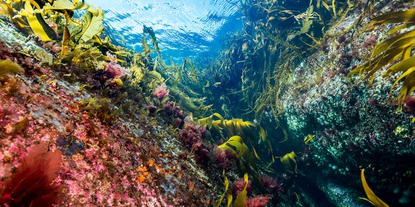 

Bilde tatt av natur like under havoverflaten. Det viser ulike arter som vokser på berget i rosa-røde farger og litt tare. Øverst skinner lyset gjennom overflaten.
