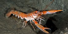 Nephrops-norvegicus-10-01-2016_4.jpg