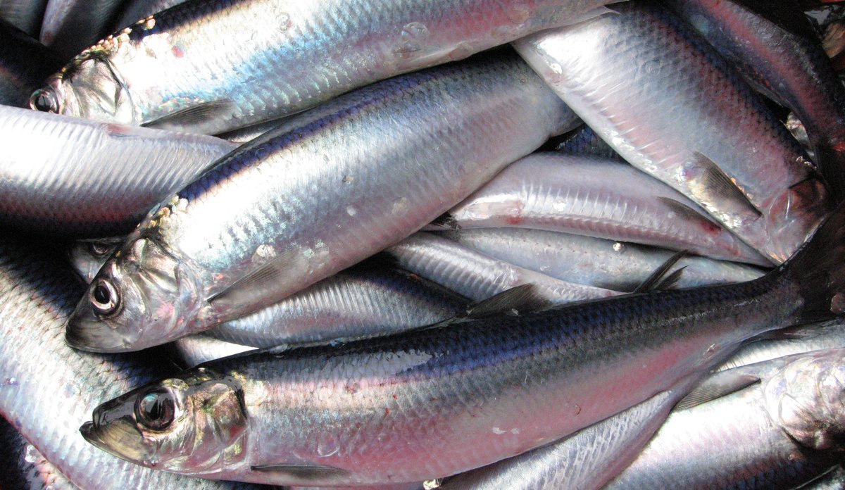 En haug med små sølvfarget fisk
