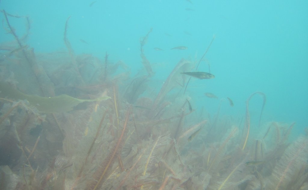 nyetablert taresgkog med fisk