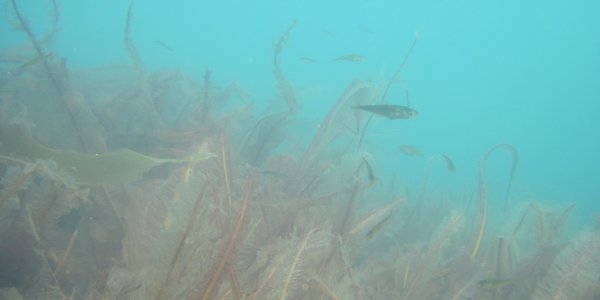 

nyetablert taresgkog med fisk