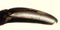 

Nymphon elegans chelae med fingre