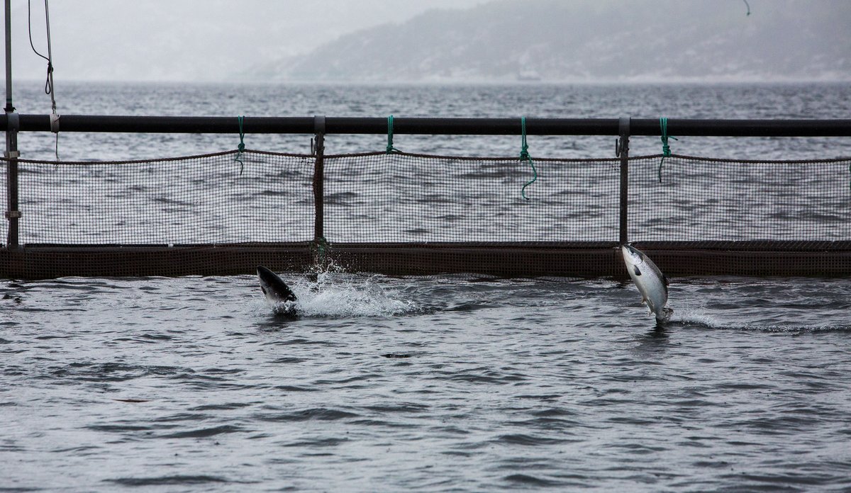 Illustrasjonsbilde - to oppdrettslaks i merd som hopper opp og snapper etter luft