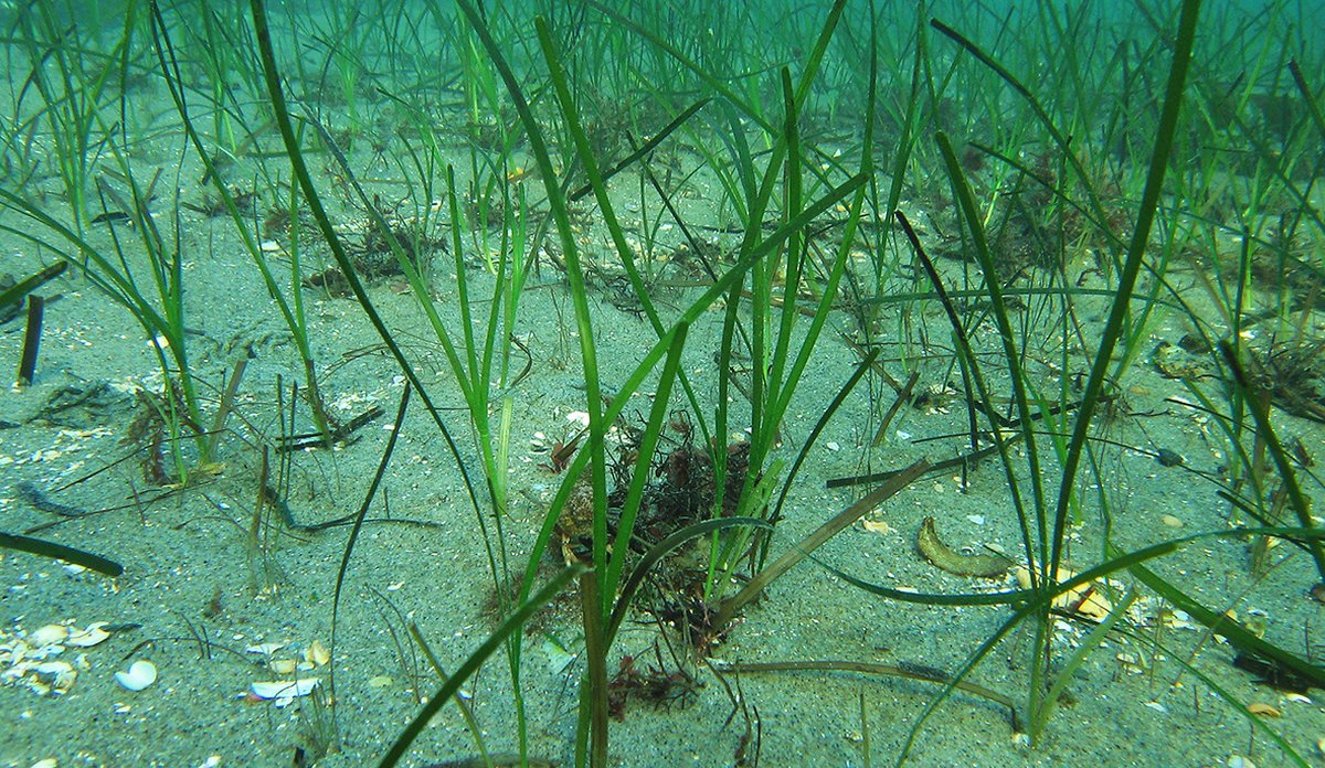 Ålegras ser ut som gress, men vokser på havbunnen. Bildet viser en eng med ålegras, havbunnen og noen spredte skjell.