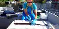 

HI-forsker Durif tar blodprøve av en ål
