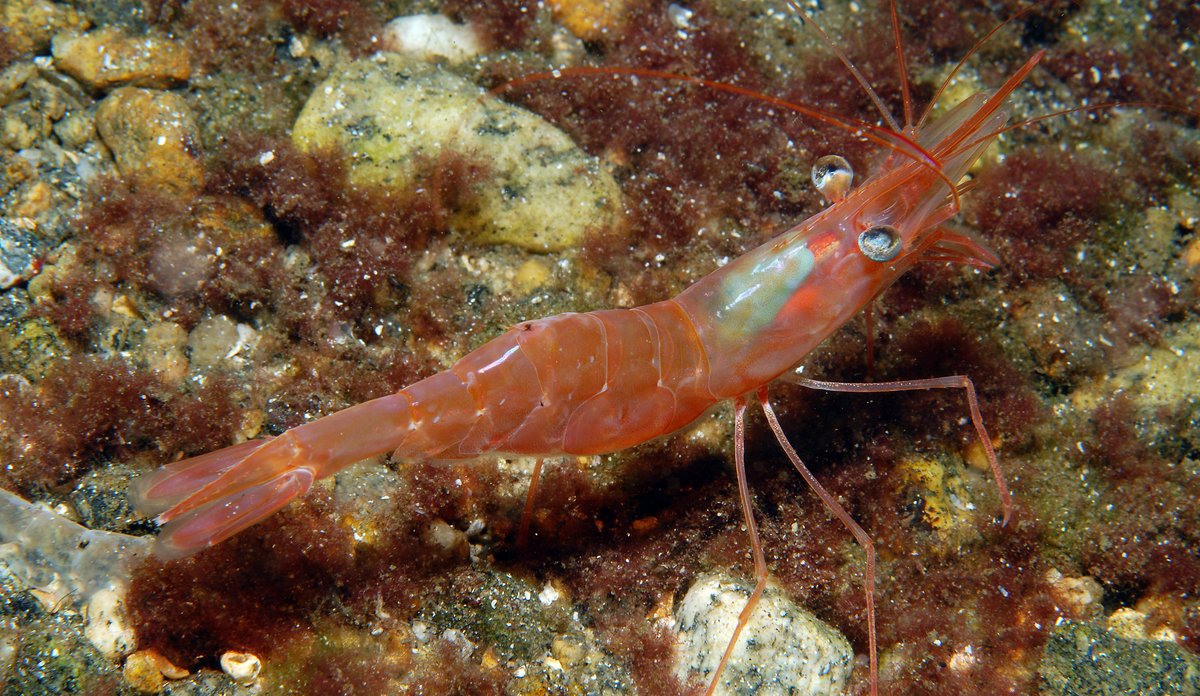 Atlantic Northern Shrimp