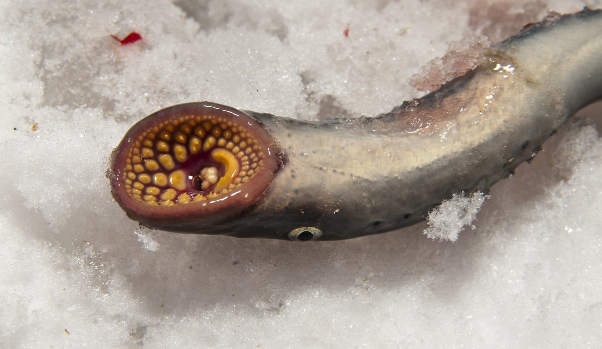 Fisken niøye har sugeskive og rikelig med tenner.