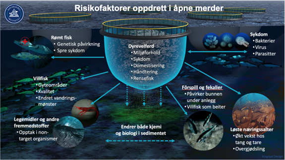 Infografikk over naturmangfold som berøres av åpne merder