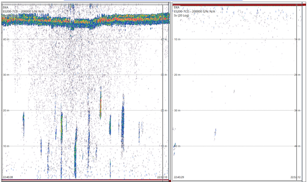 Ekkogram fra trålmontert ekkolodd (WBAT, Kongsberg Discovery). Til venstre er data fra ekkoloddet som ser oppover og inn i trålen og til høyre er data fra ekkoloddet som ser ned og under trålen. I ekkogrammet til venstre ser vi vannoverflaten helt oppe og små makrellstimer (de blå – grønn – gule «srtipene»). 