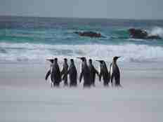 Kongepingviner står på strand med bølger slående inn, på Falklandsøyene i