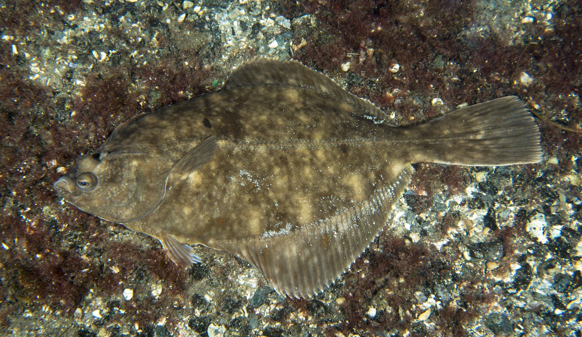 flatfisken skrubbe på havbunnen