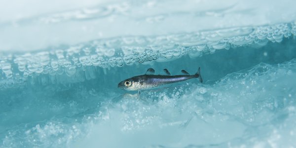 

Polartorsk under isen