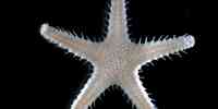 

Sjøstjernen Pontaster tenuispinus