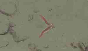 R1903VL1960 rijpfjorden sjøstjerne Urasterias lincki som har mistet armene og de holder åpå å vokse ut igjen