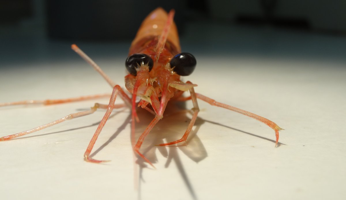 Reke barentshavet kvoterådbilde
