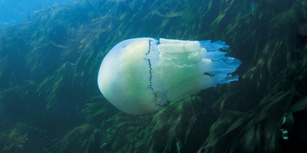 Rhizostoma octopus Lungemanet