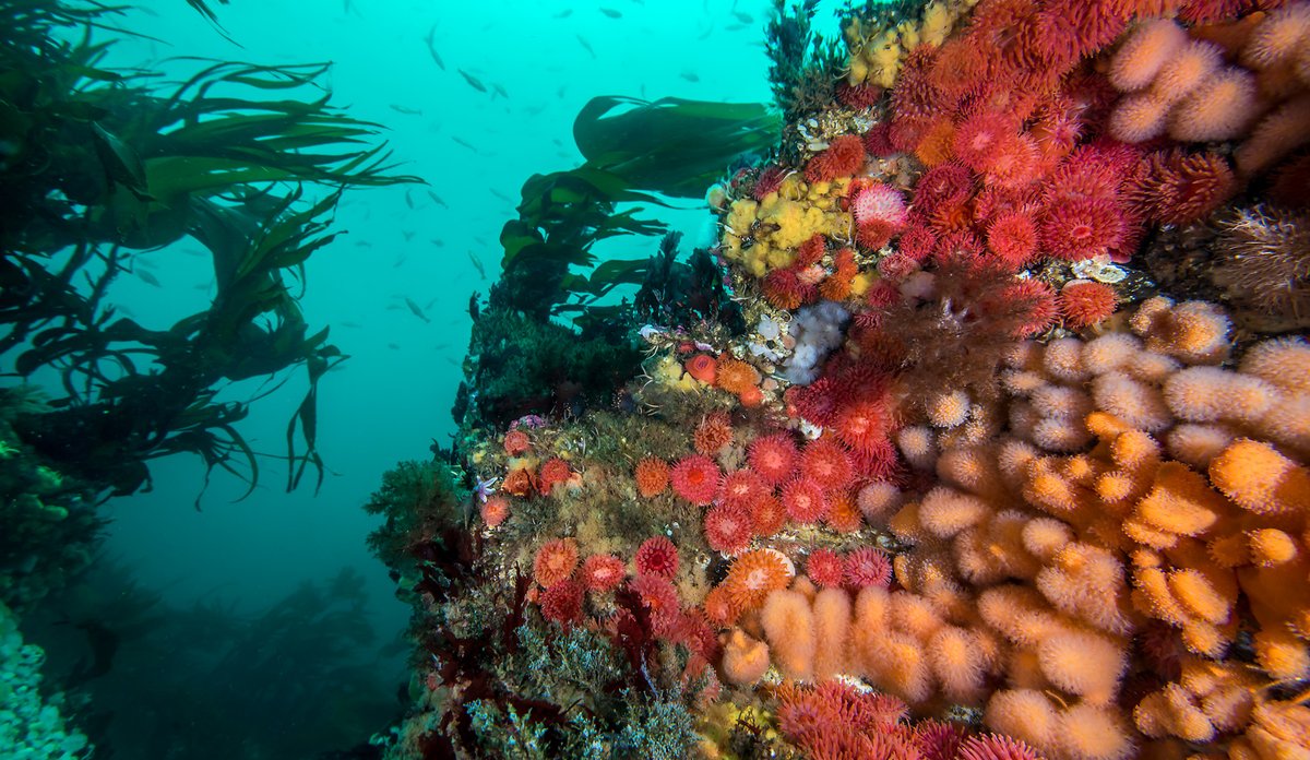 
Bilde tatt under vann. Sjøanemoner, bløtkoraller, tare og mange andre arter i Saltstraumen.